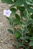 Ruellia humilis