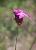 Dianthus capitatus. Верхушка побега с соцветием. Крым, Бахчисарайский р-н, Качинский каньон, окр. с. Баштановка, гора Бурун-Кая, опушка дубово-грабового леса. 27.06.2020.