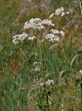Valeriana officinalis. Верхушка цветущего растения. Воронежская обл., Лискинский р-н, музей-заповедник \"Дивногорье\", ковыльно-разнотравная степь. 01.06.2019.