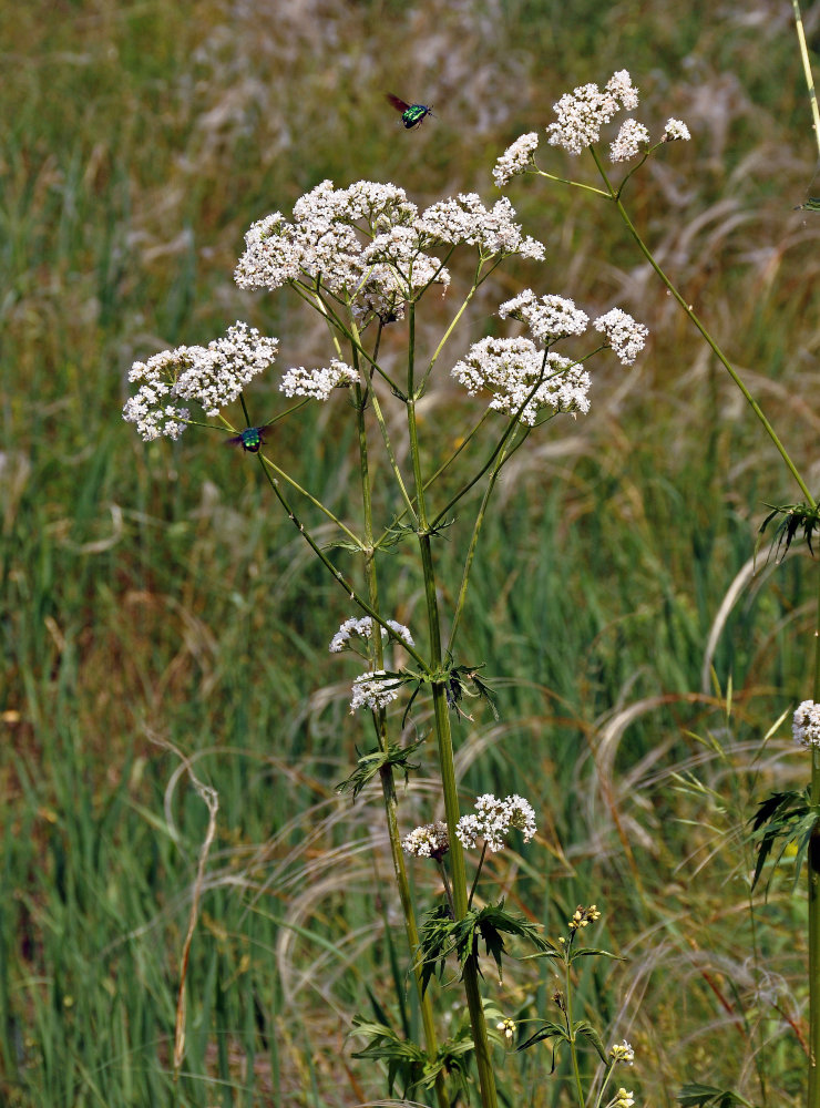 Изображение особи Valeriana officinalis.