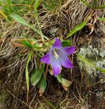 Campanula biebersteiniana. Цветущее растение. Карачаево-Черкесия, окр. Теберды, ущелье р. Азгек, альпийский луг. 02.09.2019.