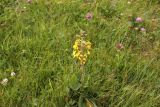 Ligularia sibirica