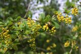 Berberis vulgaris