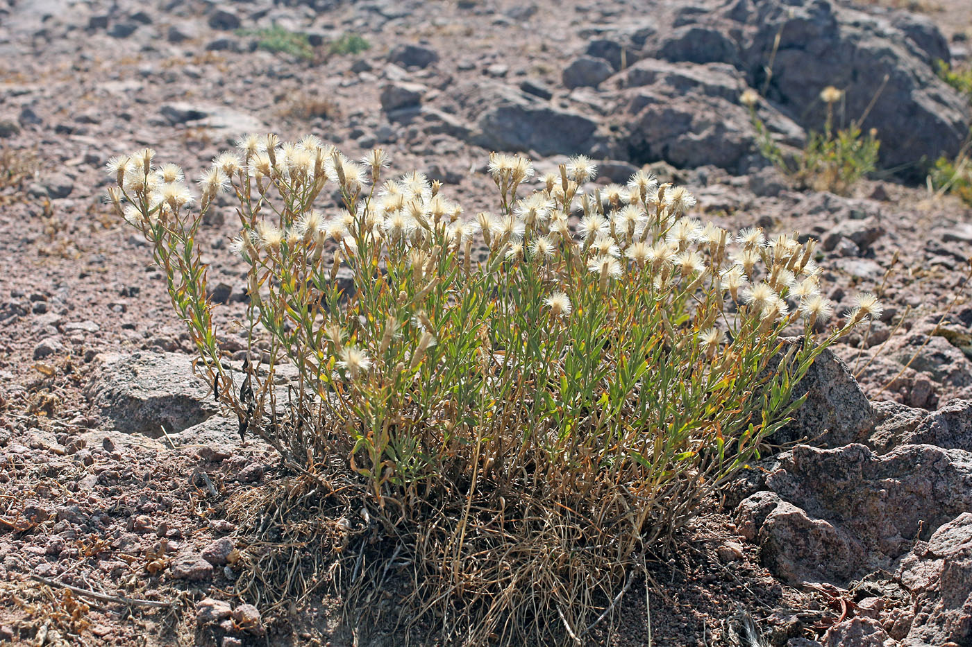 Image of Pseudolinosyris grimmii specimen.