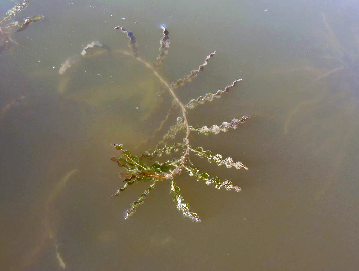 Image of Potamogeton crispus specimen.