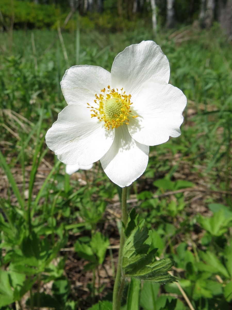 Изображение особи Anemone sylvestris.