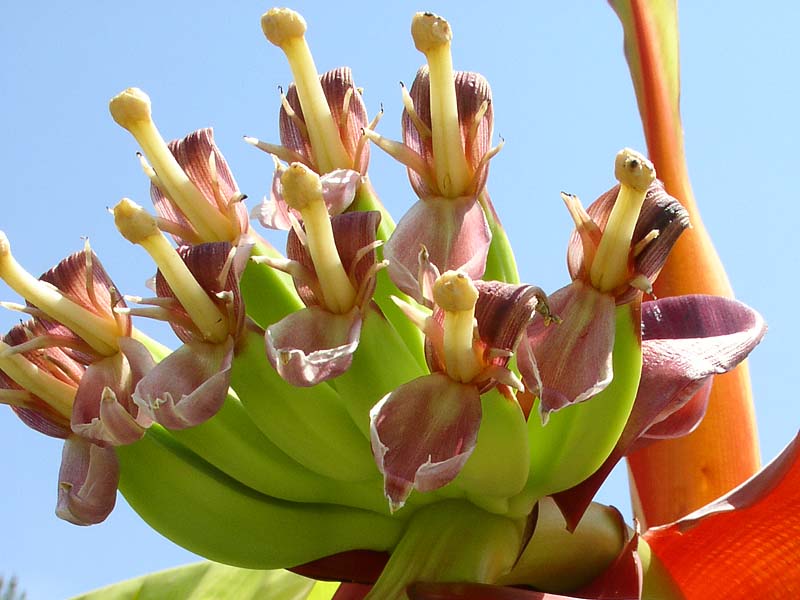 Image of genus Musa specimen.