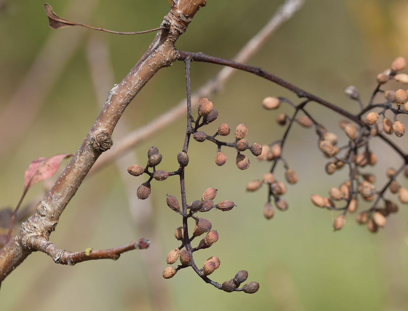 Изображение особи Pistacia terebinthus.