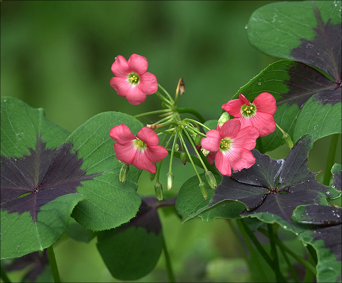 Изображение особи Oxalis tetraphylla.