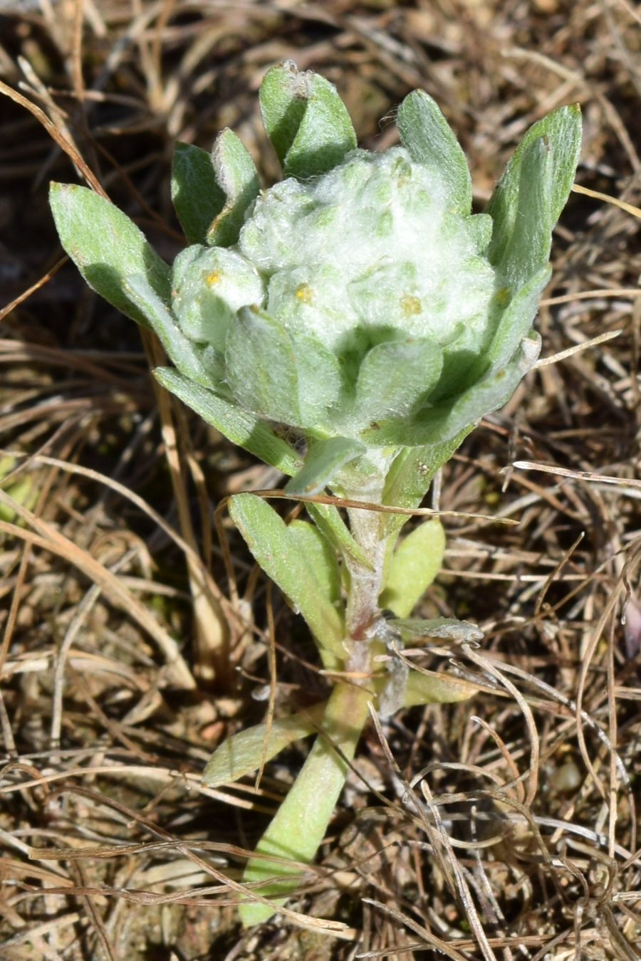 Image of Cymbolaena griffithii specimen.