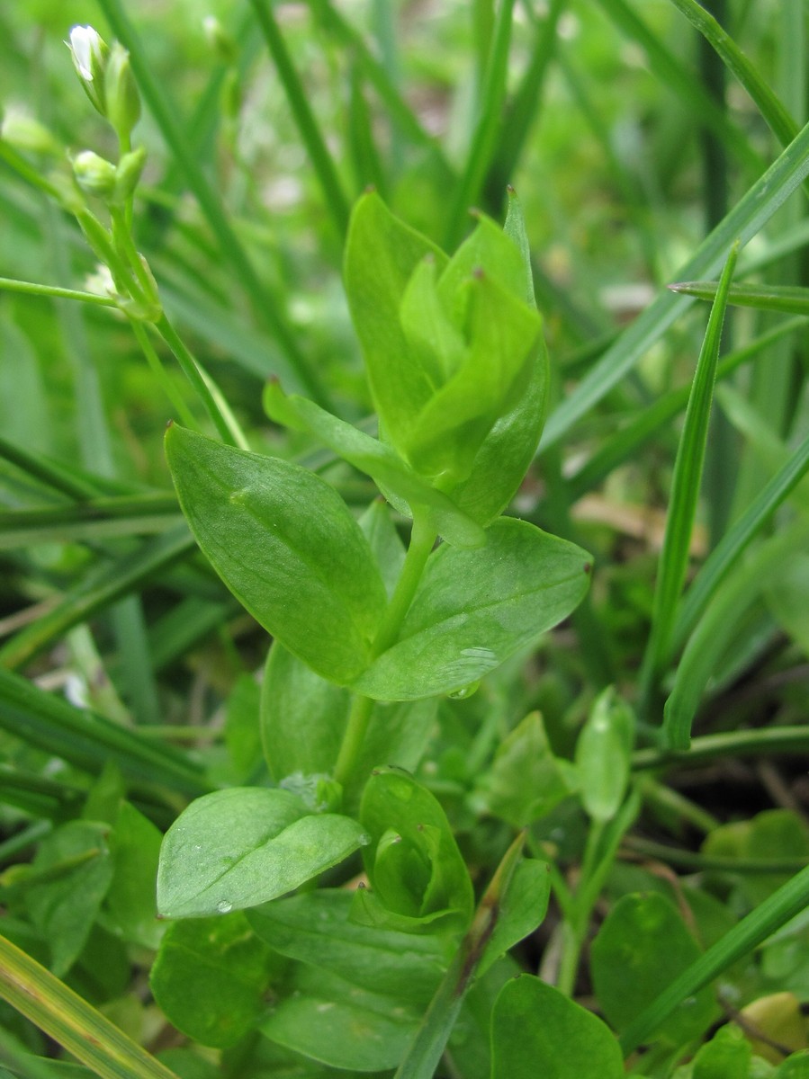 Image of Stellaria anagalloides specimen.