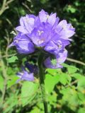 Campanula cervicaria. Соцветие. Беларусь, Минский р-н, окр. агрогородка Колодищи, обочина тропинки в смешанном лесу. 20.07.2020.