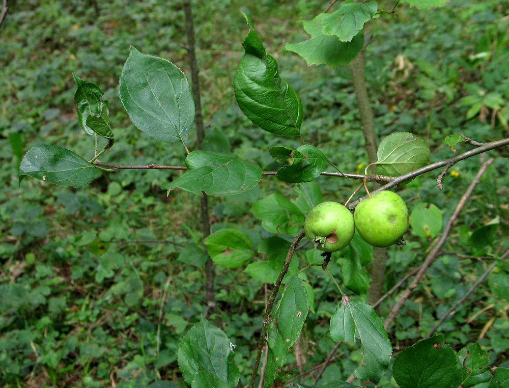 Изображение особи Malus sylvestris.