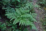 Pteridium pinetorum. Вайя. Смоленская обл., Демидовский р-н, национальный парк \"Смоленское Поозерье\", побережье оз. Баклановское, опушка лиственного леса. 15.08.2020.