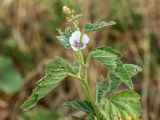 Althaea officinalis