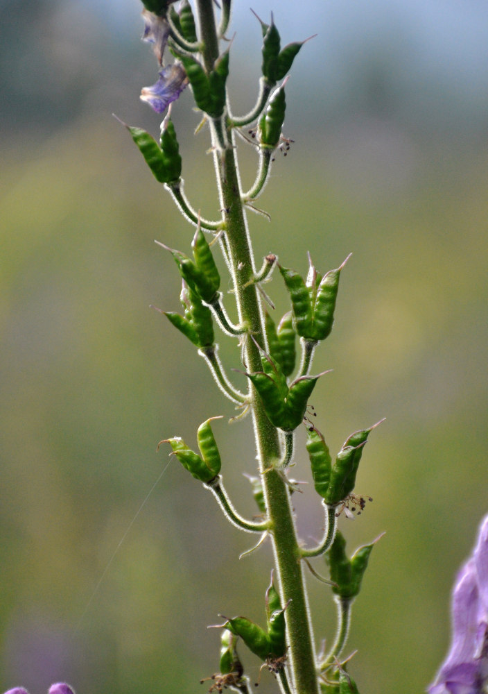 Image of Aconitum septentrionale specimen.