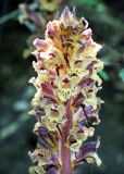 Orobanche laxissima. Соцветие. Краснодарский край, м/о Новороссийск, окр. с. Сукко, окр. оз. Сукко, залесённый левый борт у северного болотистого края озера. 10.06.2019.