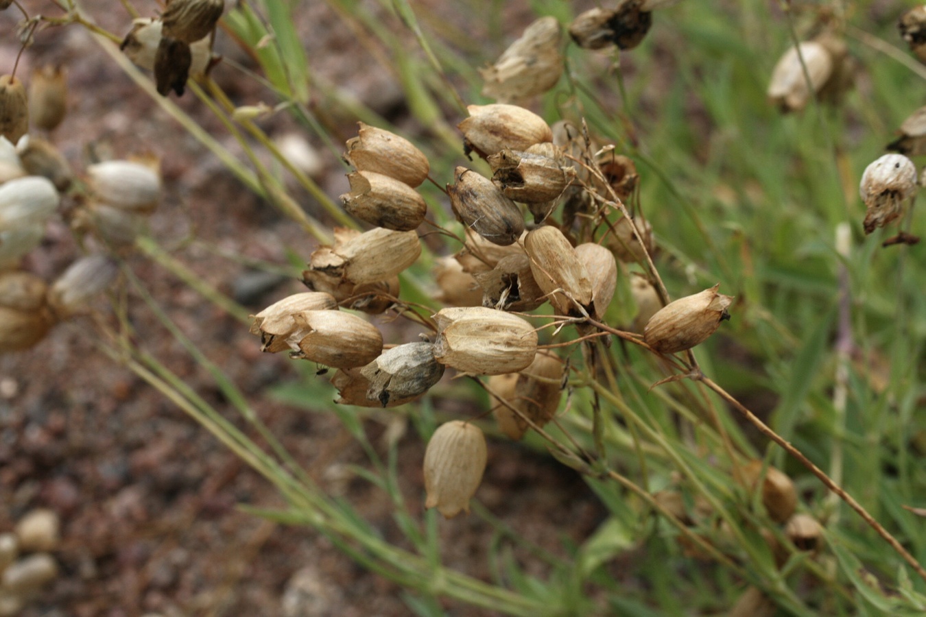 Изображение особи Oberna littoralis.