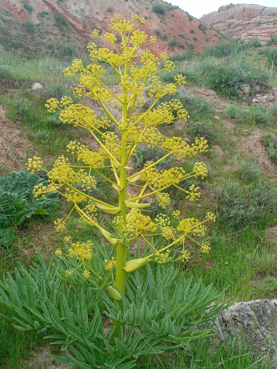 Изображение особи Ferula tadshikorum.
