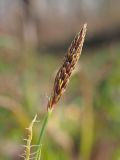 Carex pilosa