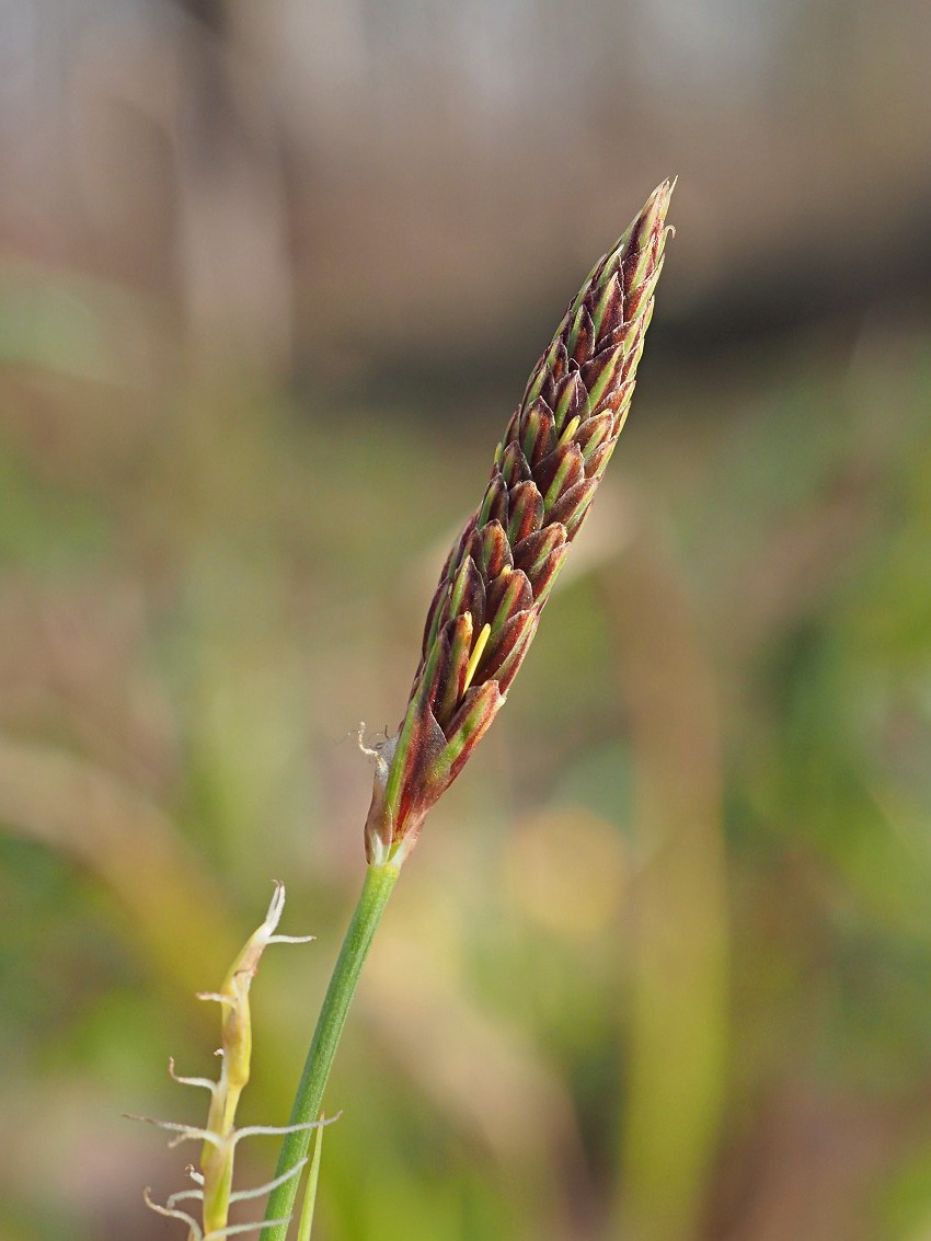 Изображение особи Carex pilosa.