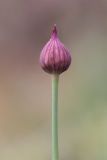 Allium jodanthum