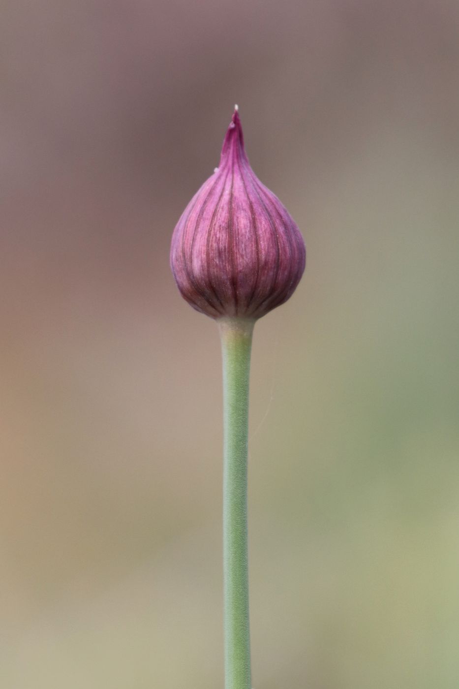 Image of Allium jodanthum specimen.