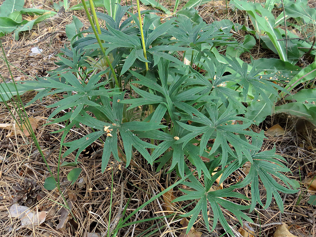 Image of Pulsatilla patens specimen.