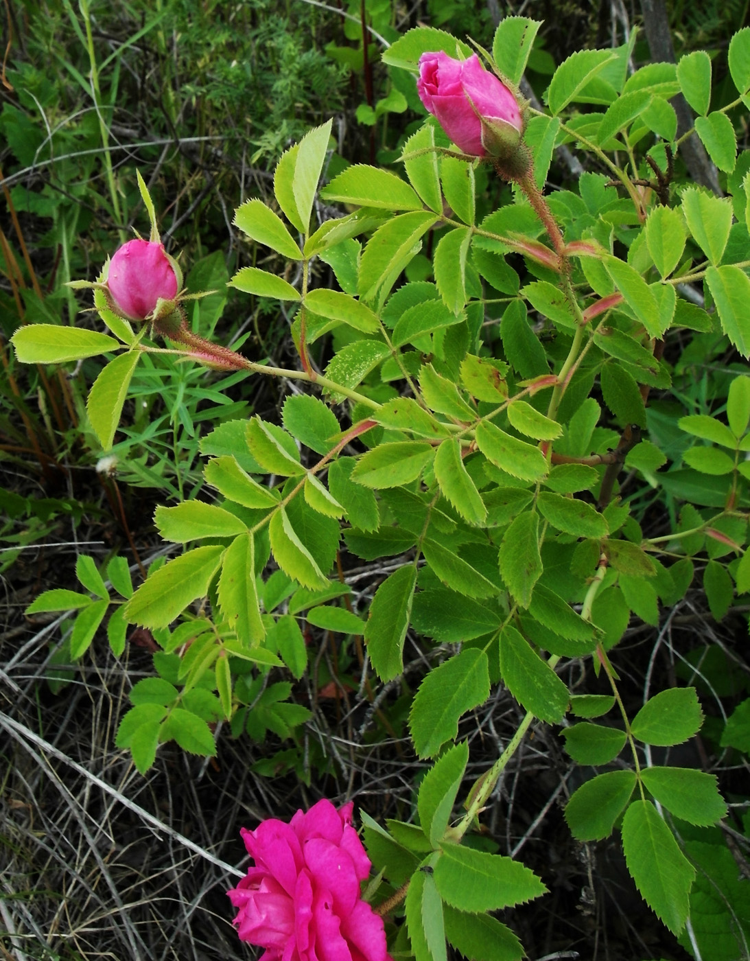 Image of Rosa damascena specimen.