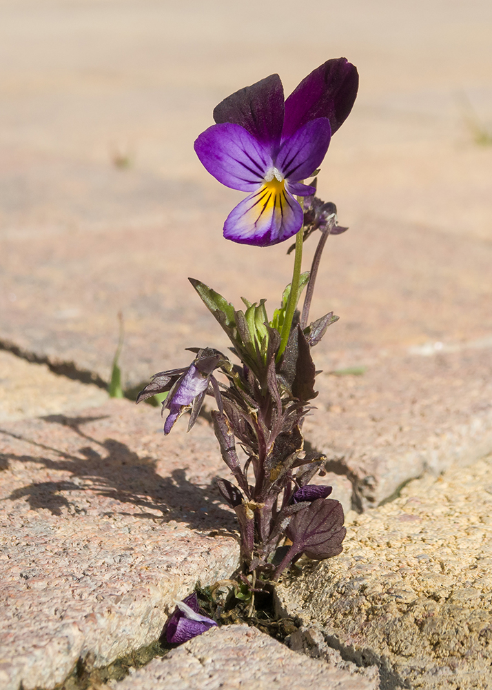 Изображение особи Viola tricolor.