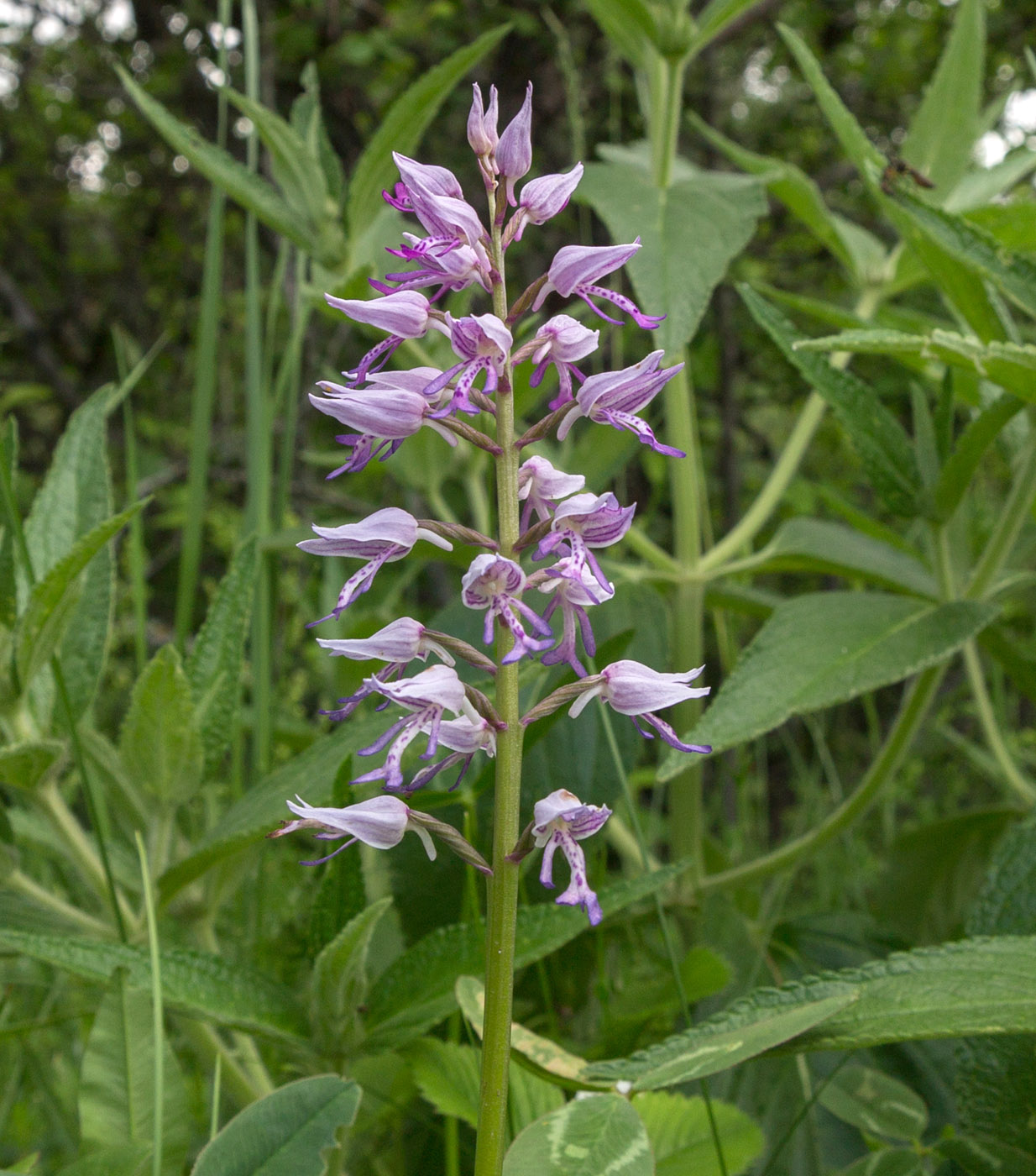 Image of Orchis militaris ssp. stevenii specimen.