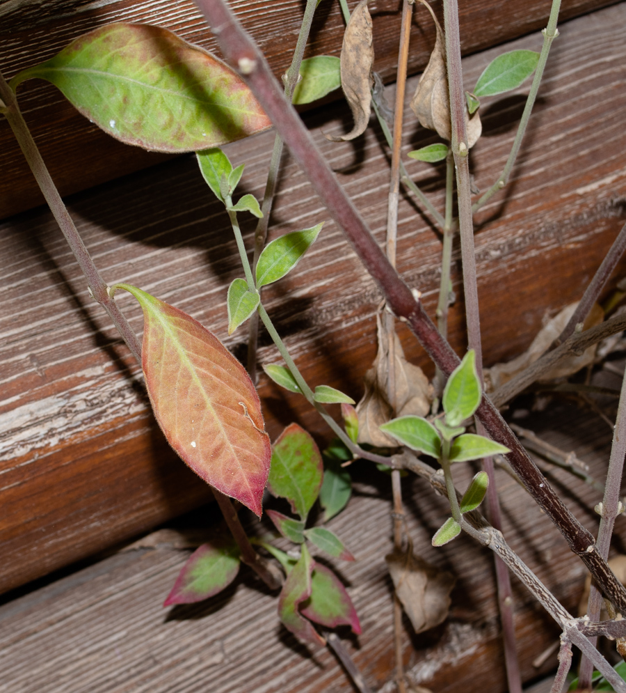 Изображение особи Alternanthera porrigens.