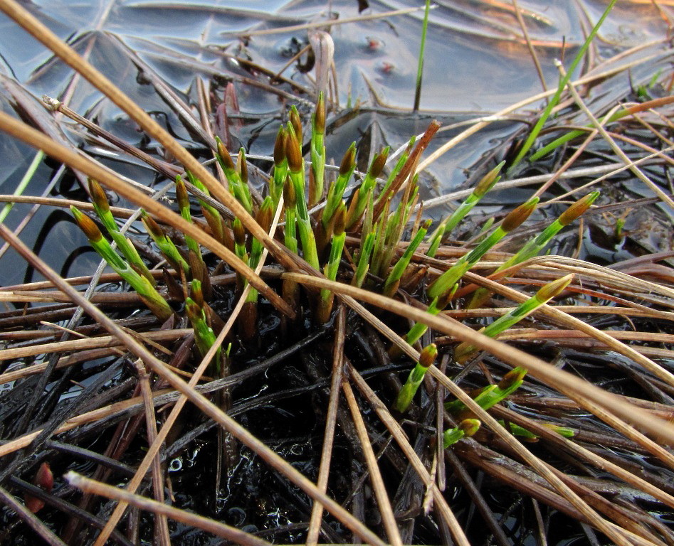 Изображение особи Trichophorum alpinum.