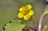 Mimulus tenellus. Цветок и основание листа. Приморский край, Уссурийский гор. округ, окр. с. Монакино, берег р. Павлиновка, подножие сопки. 22.07.2021.