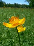 Trollius asiaticus L. × Trollius chinensis