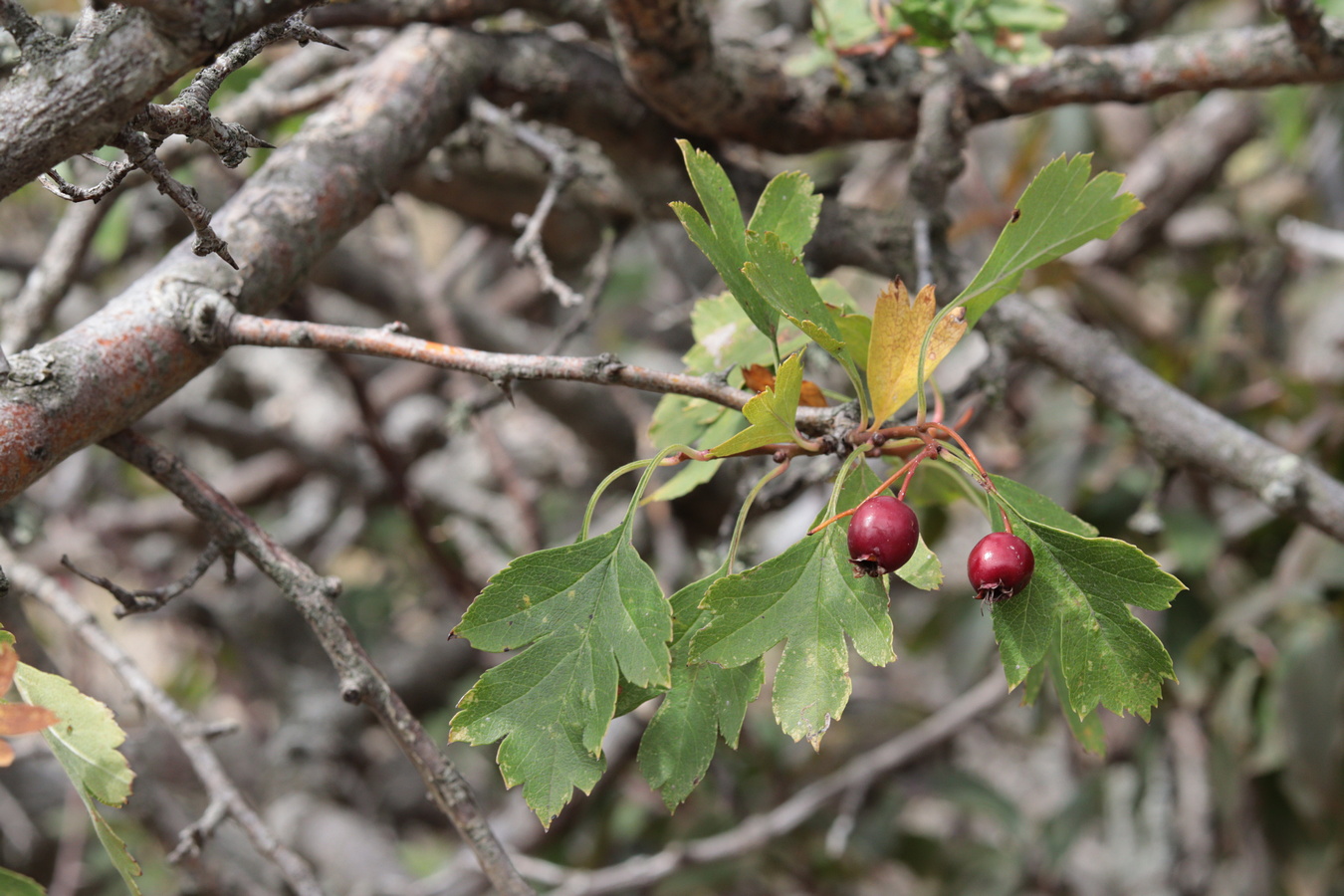 Image of Crataegus karadaghensis specimen.