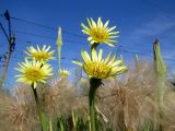 Tragopogon dubius