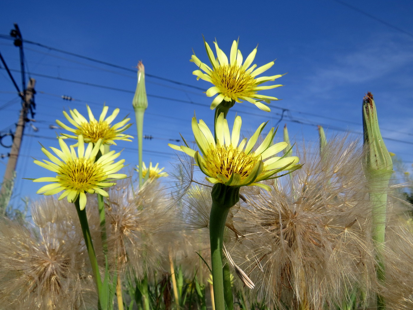 Image of Tragopogon dubius specimen.