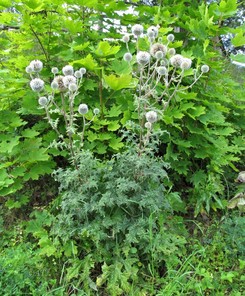 Изображение особи Echinops sphaerocephalus.