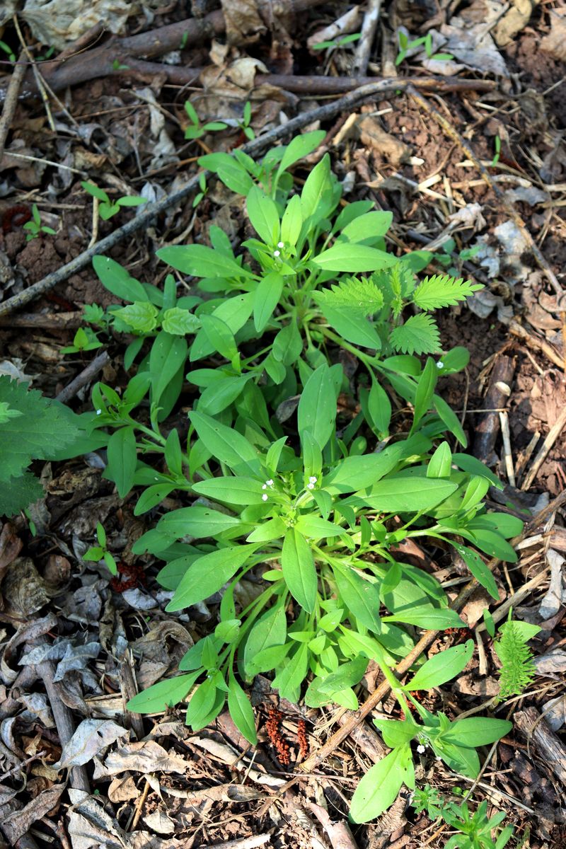 Image of Myosotis sparsiflora specimen.