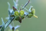 Cynoglossum officinale. Созревающие плоды. Кабардино-Балкария, Чегемский р-н, окр. с. Булунгу, каменистый склон. 05.08.2021.