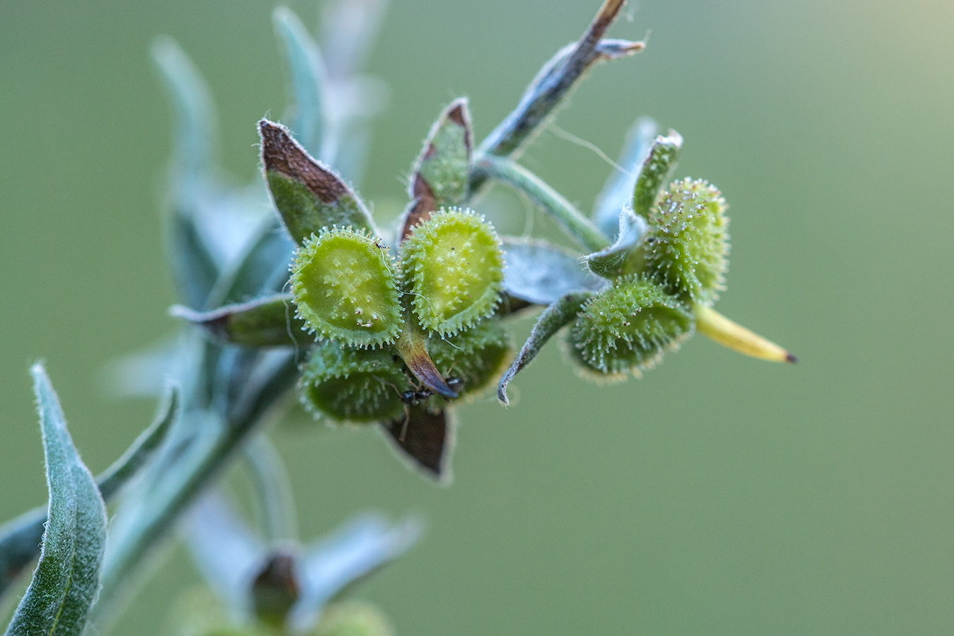 Image of Cynoglossum officinale specimen.