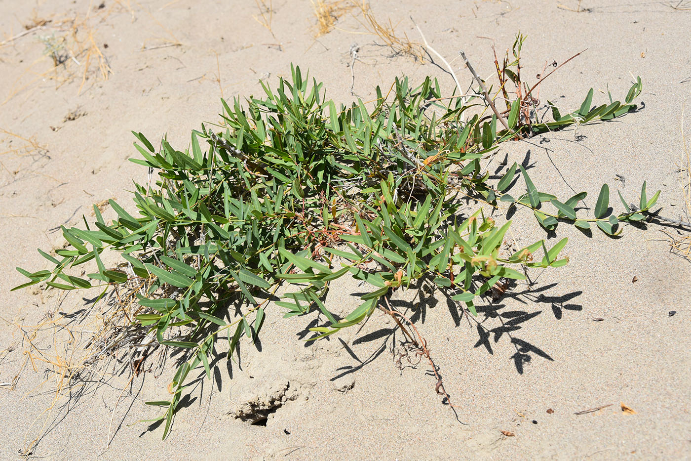 Image of Trachomitum lancifolium specimen.