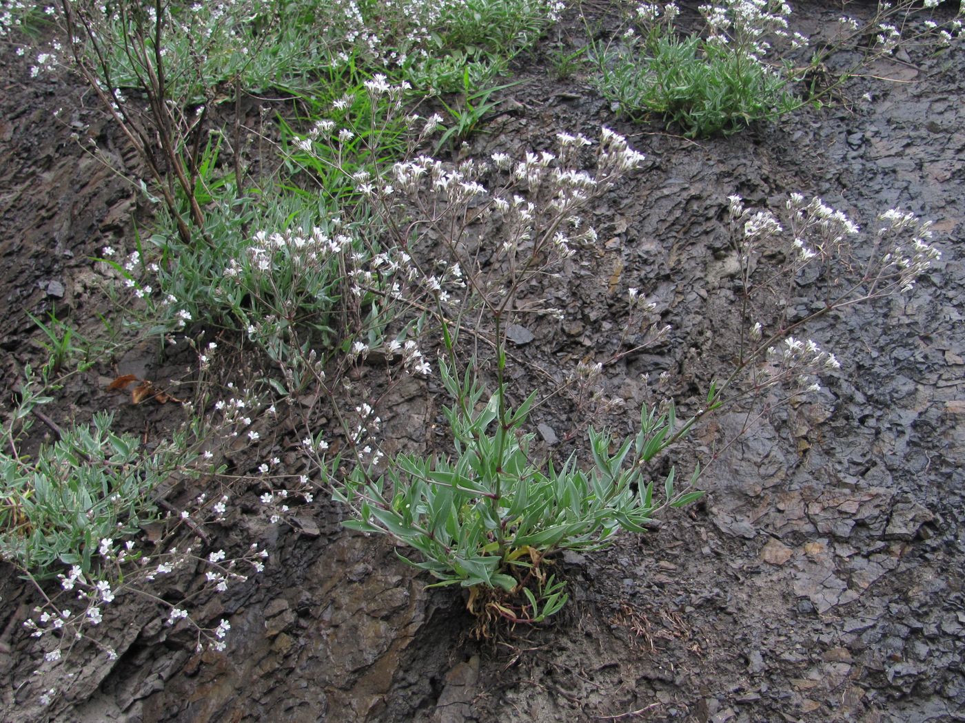 Изображение особи Gypsophila acutifolia.