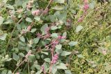 Chenopodium karoi. Побеги с соцветиями. Республика Алтай, Кош-Агачский р-н, край Чуйской котловины, ур. Тархетинский мегалитический комплекс. 2 августа 2020 г.