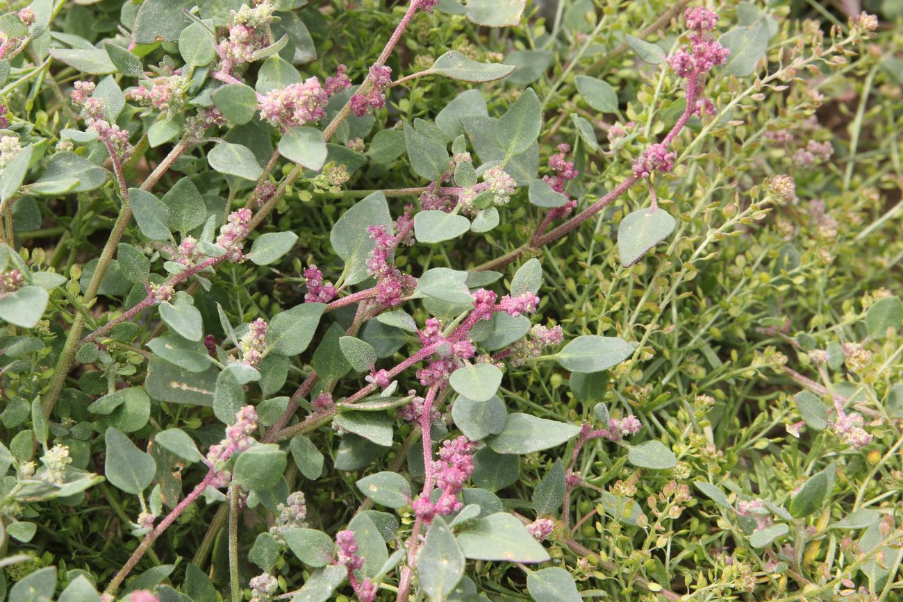 Image of Chenopodium karoi specimen.