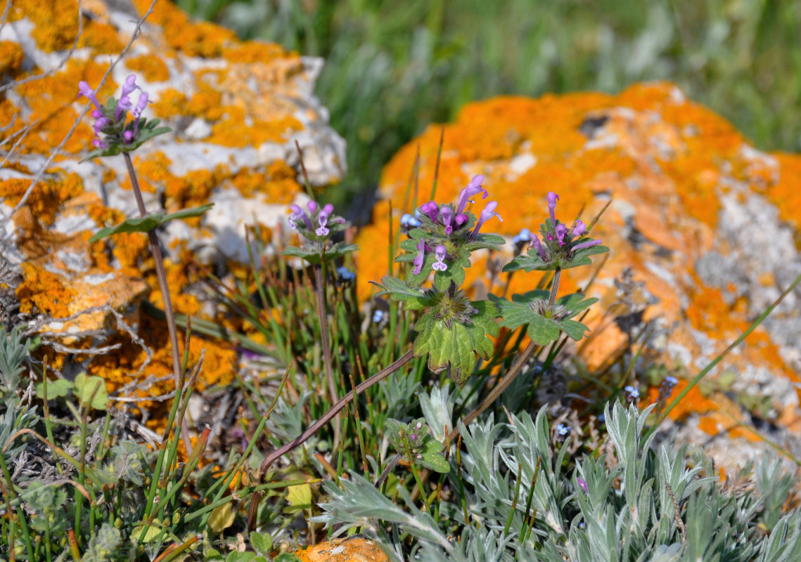 Image of Lamium amplexicaule specimen.