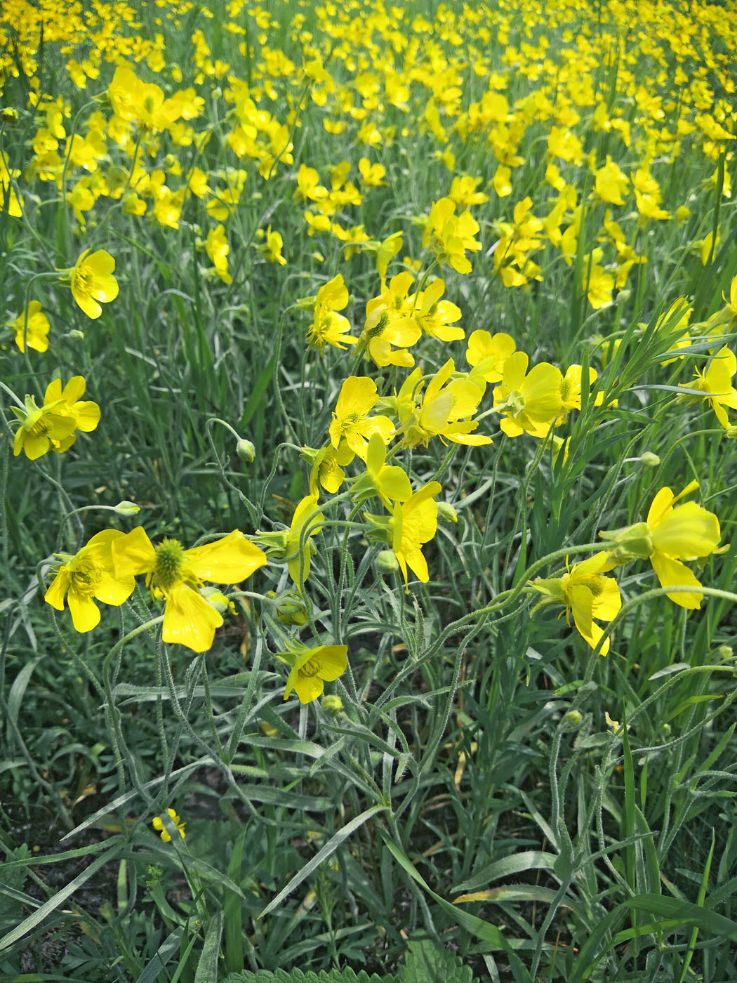 Image of Ranunculus illyricus specimen.