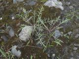 Centaurea diffusa