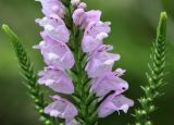 Physostegia virginiana. Часть соцветия. Московская обл., Одинцовский р-н, г. Кубинка, цветник. 25.07.2021.